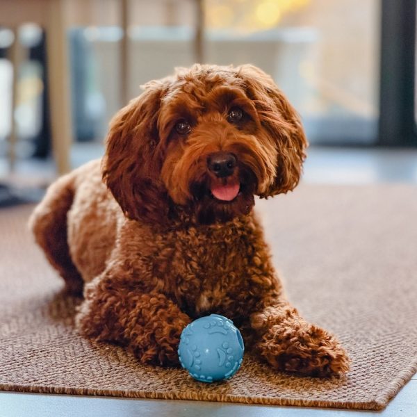 Ollie, a red cavoodle, lying on a rug with a blue ball